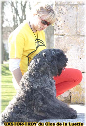 bouvier des flandres du clos de la luette - copyright déposé